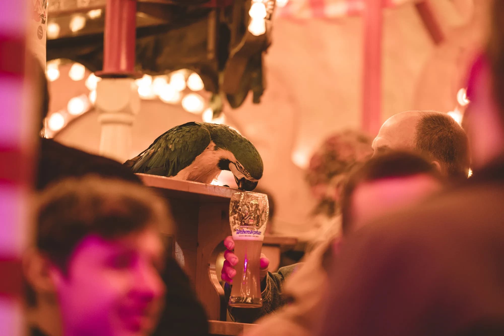 A green macaw parrot perched on a wooden bar counter drinking from a glass of beer held by a festival guest.