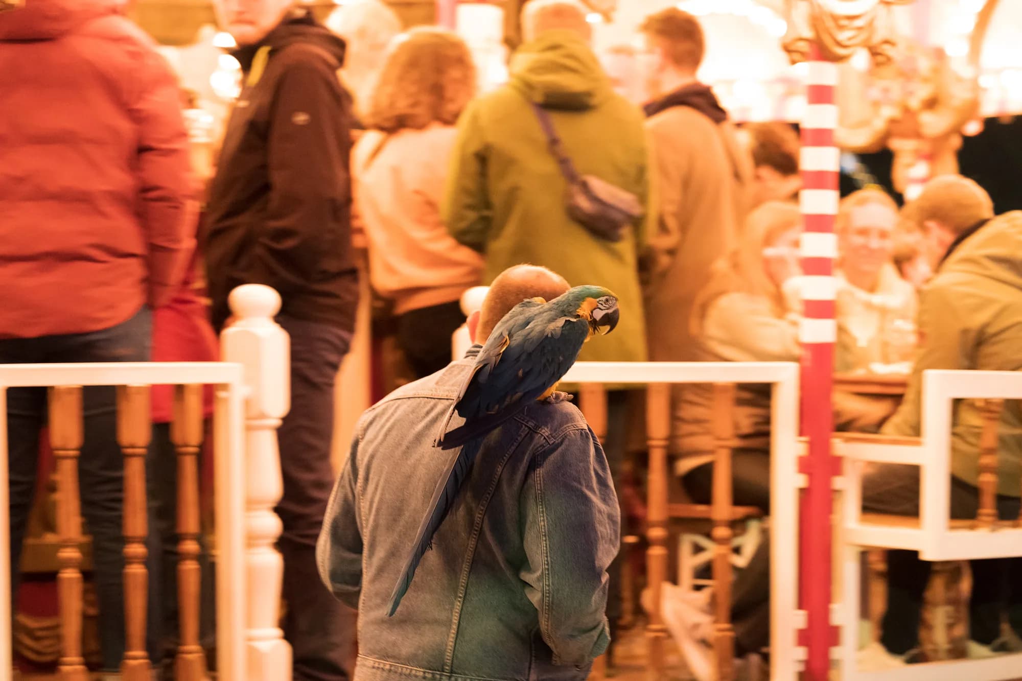 A blue and yellow macaw parrot perched on a man's shoulder in a crowded indoor area.